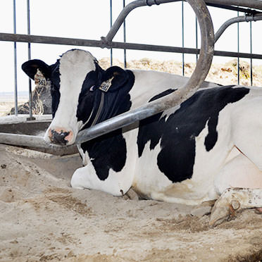 Cow in a barn