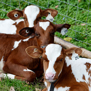 Cows in a pasture