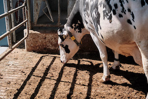 food-safety-cow