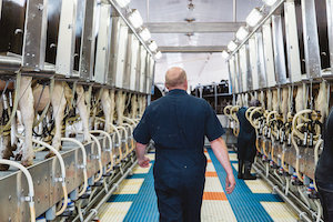 food-safety-milking