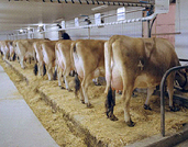 Tie-stall barns